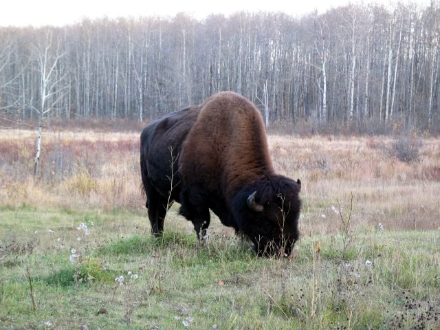 Wild Plains Bison in Elk Island National Park